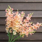 Chantilly&trade; Light Salmon Snapdragon