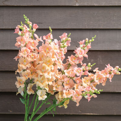 Chantilly&trade; Light Salmon Snapdragon