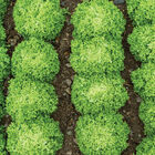 Vicinity Salanova&reg; &ndash; Green Incised Salanova&reg; Lettuce