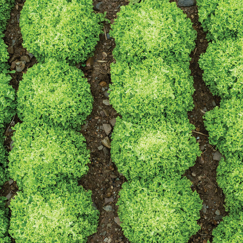 Vicinity Salanova&reg; &ndash; Green Incised Salanova&reg; Lettuce