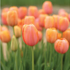 Dordogne Tulips