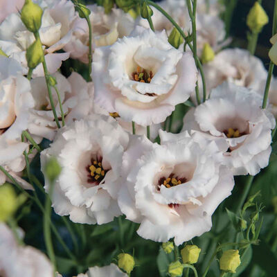 Corelli&trade; III Light Pink Lisianthus