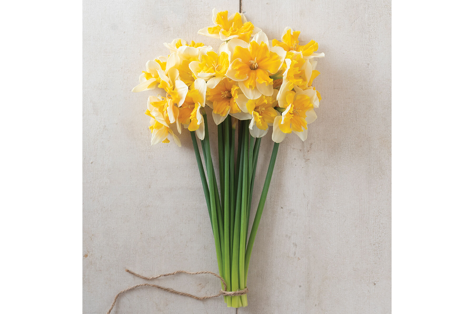 Orangery Narcissus (Daffodil)