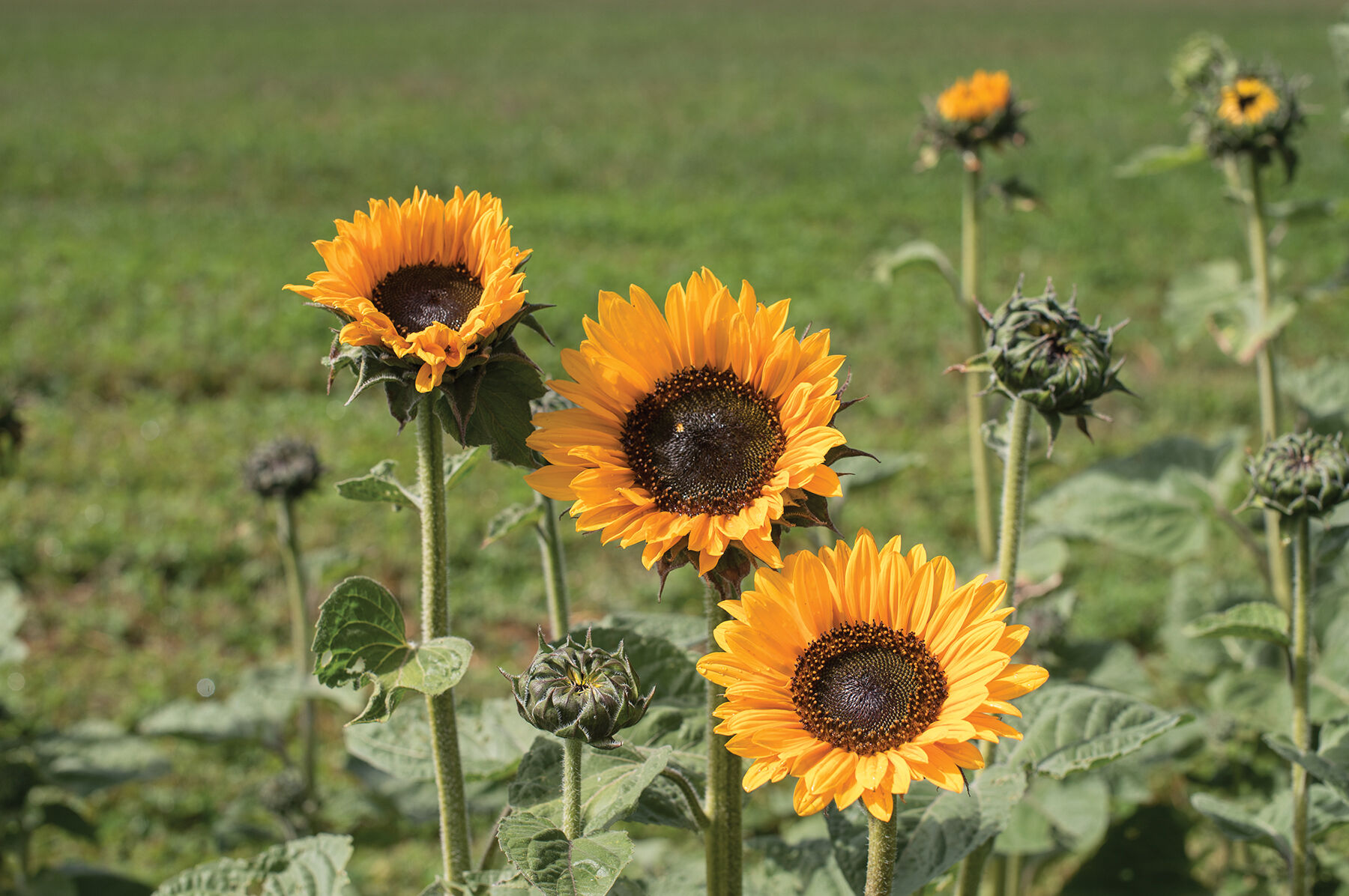Soraya Sunflowers