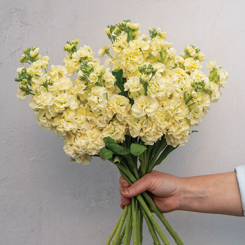StoX&reg; Yellow Stock