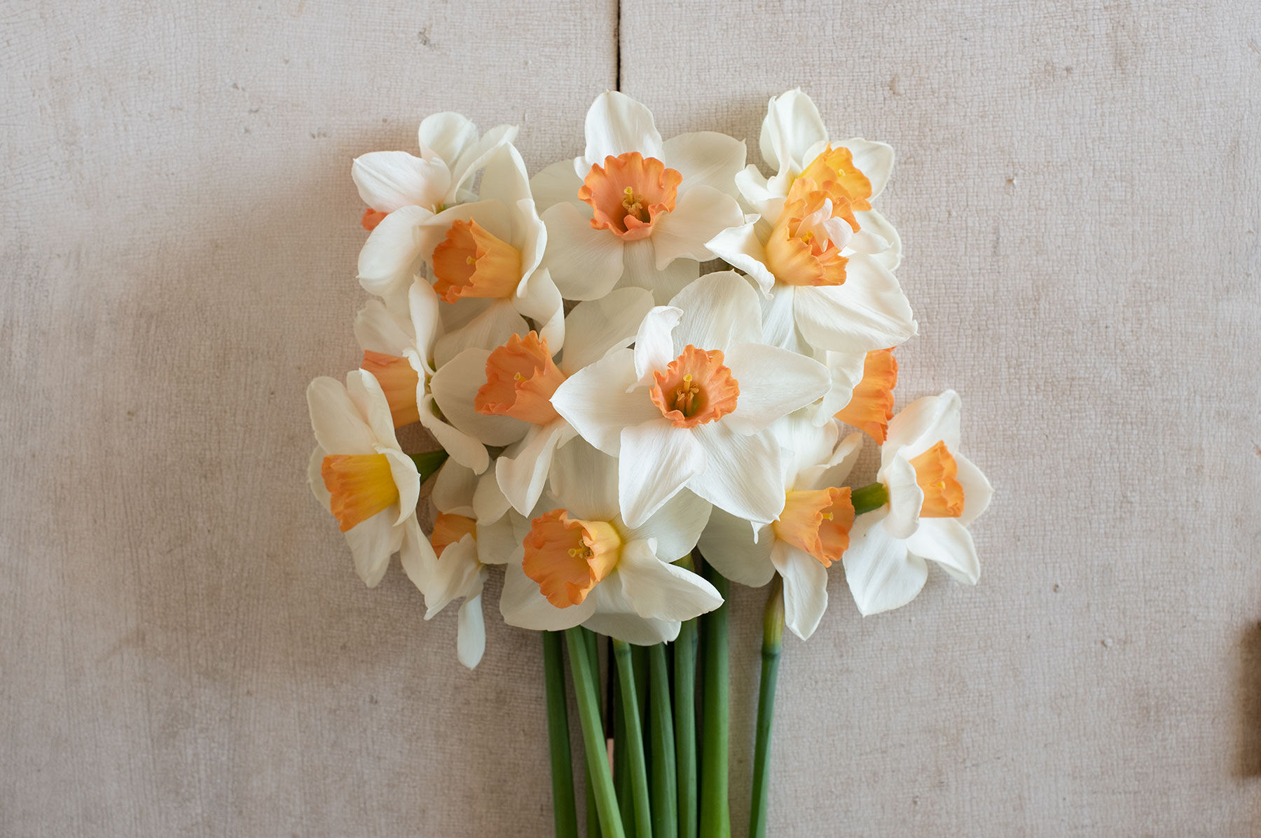 Cool Flame Narcissus (Daffodil)