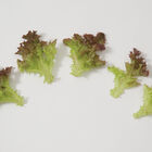 Andiron Salanova&reg; &ndash; Red Incised Salanova&reg; Lettuce