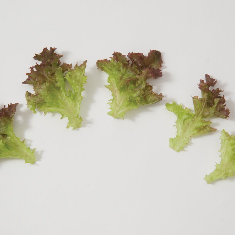 Andiron Salanova&reg; &ndash; Red Incised Salanova&reg; Lettuce