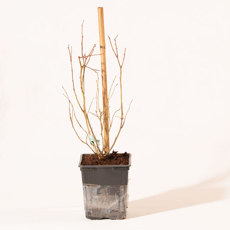 Blueray Blueberry