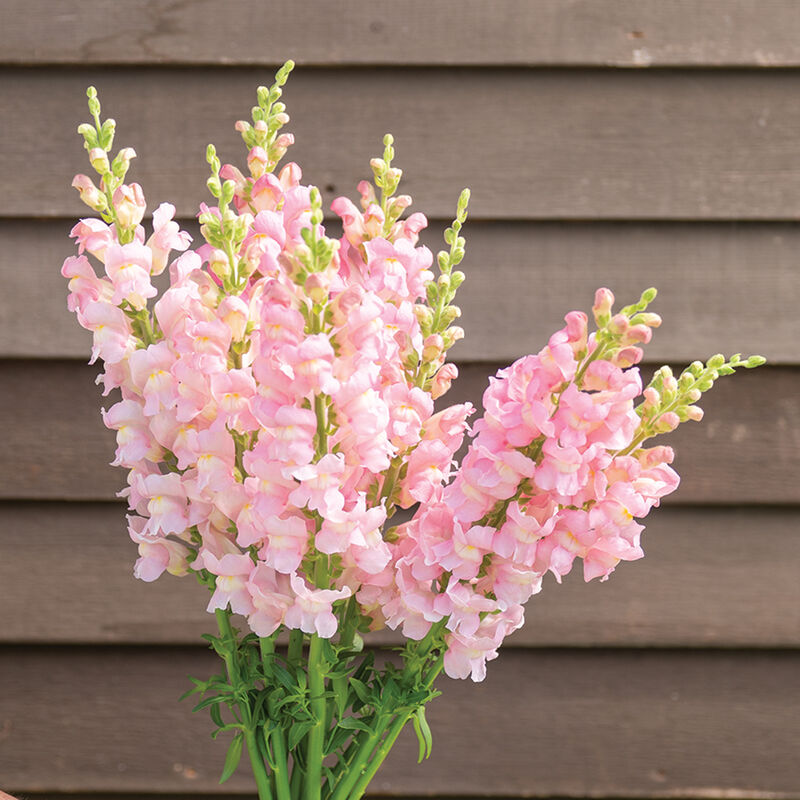 Avignon Light Rose II Snapdragon