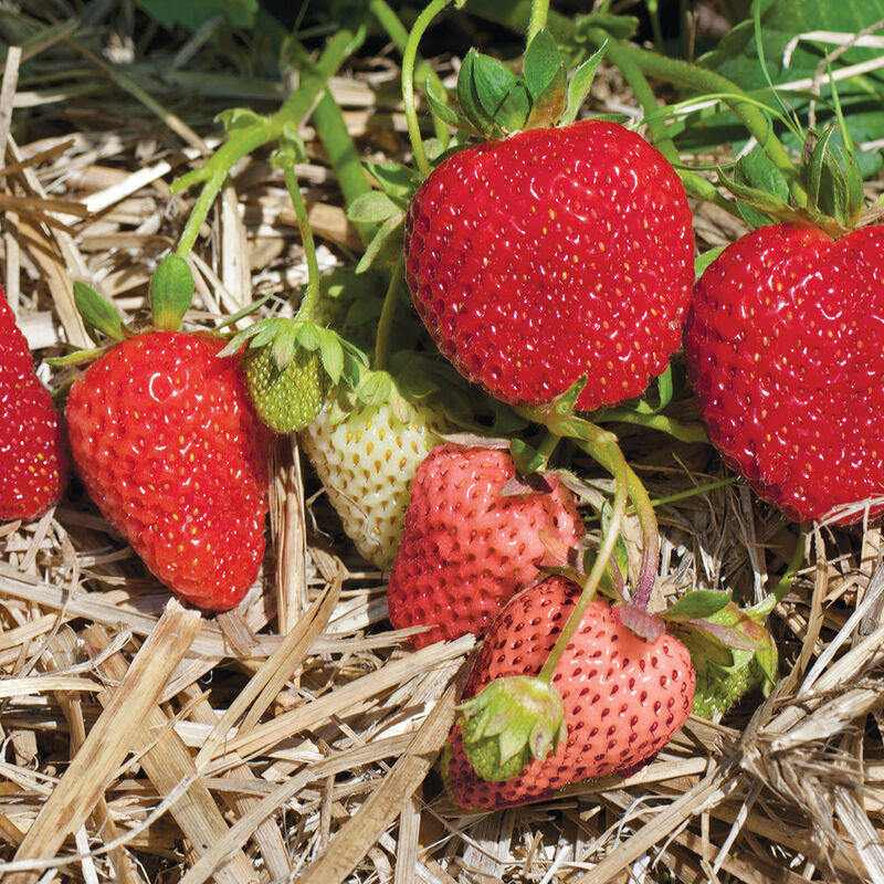 Albion &ndash; Spring-Planted Strawberry Bare-Root Plants