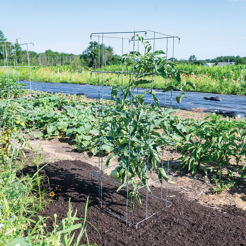 Tomato Cages &ndash; 58" Cages & Fences