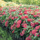 Double Zahara&trade; Salmon Zinnias