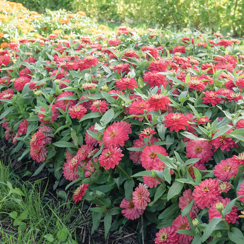 Double Zahara&trade; Salmon Zinnias
