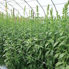 Hortonova FA &ndash; 42" x 328' Trellis Netting