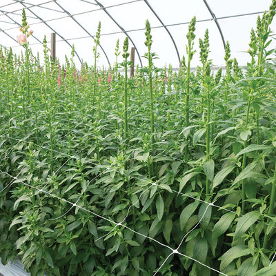 Hortonova FA &ndash; 42" x 328' Trellis Netting