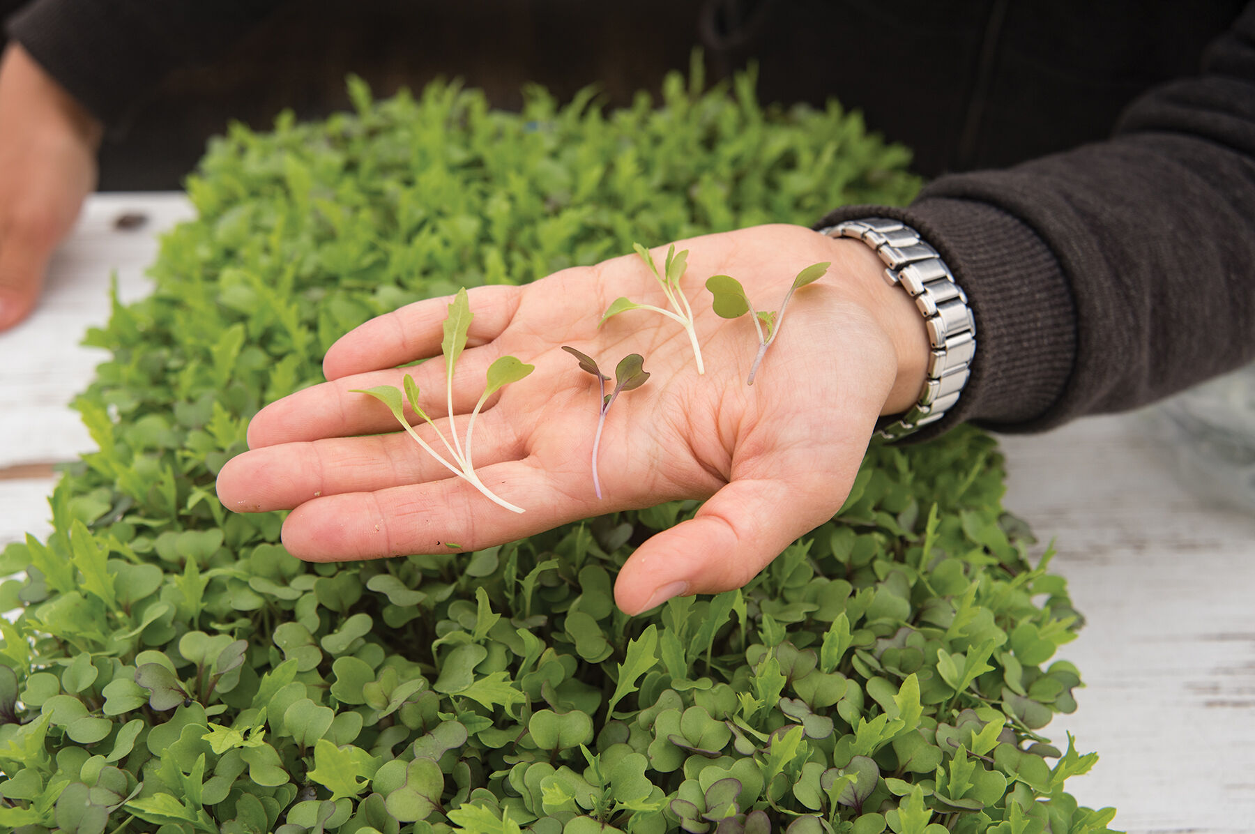 Mild Micro Mix Microgreen Mixes
