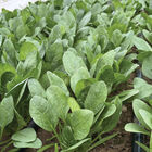 Tragopan Smooth-Leaf Spinach
