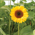 ProCut&reg; Horizon Tall Sunflowers
