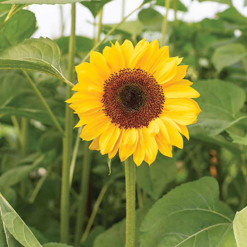 ProCut&reg; Horizon Tall Sunflowers
