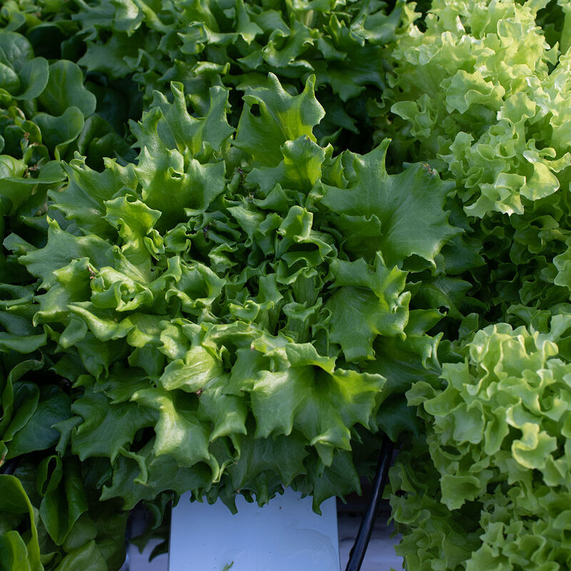 Caravel Salanova&reg; &ndash; Green Batavia Salanova&reg; Lettuce