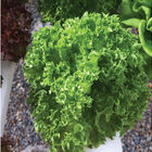 Cristabel CrunchLeaf Lettuce