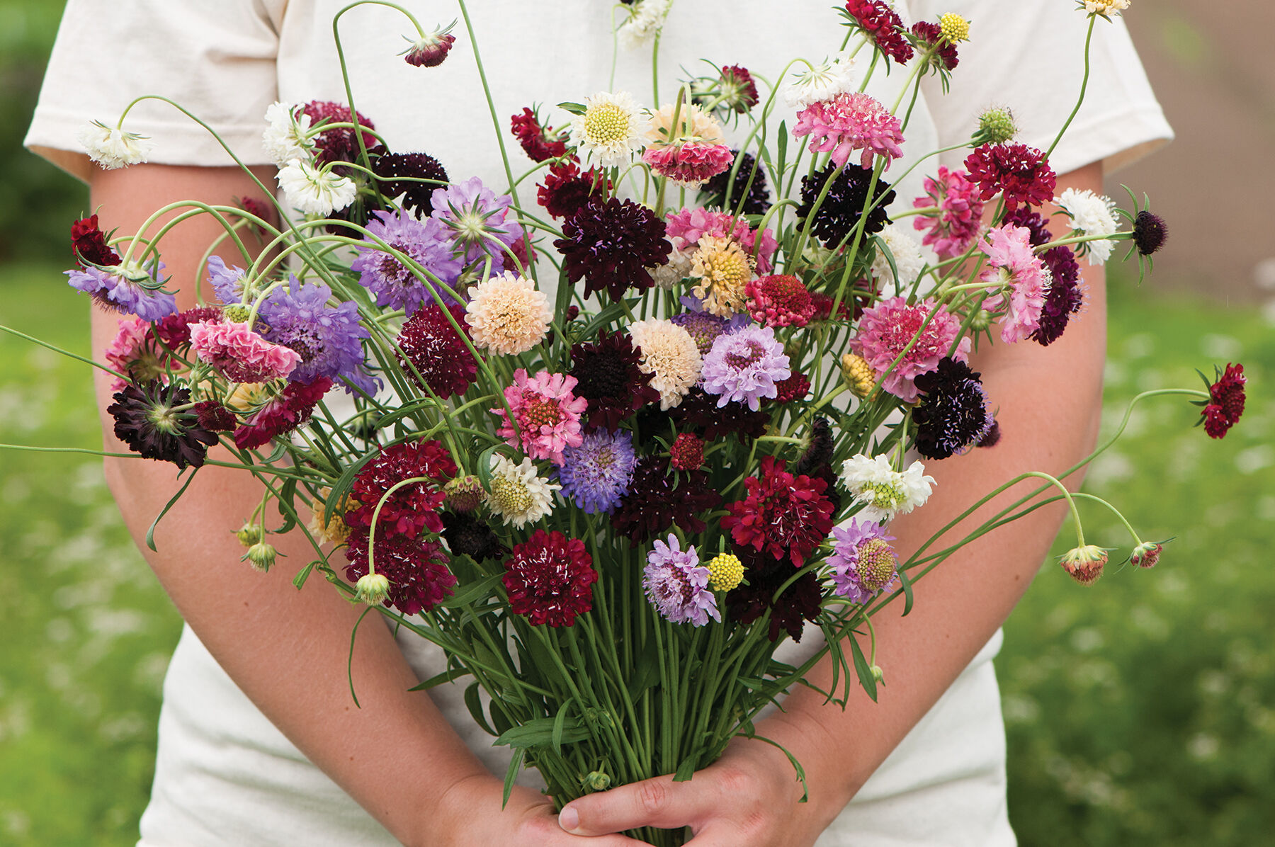 Pincushion Formula Mix Scabiosa (Pincushion Flower)