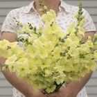 Chantilly&trade; Cream Yellow Snapdragon