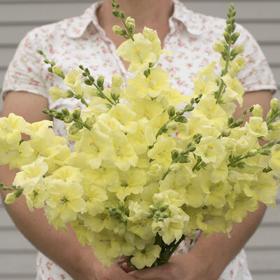 Chantilly&trade; Cream Yellow Snapdragon