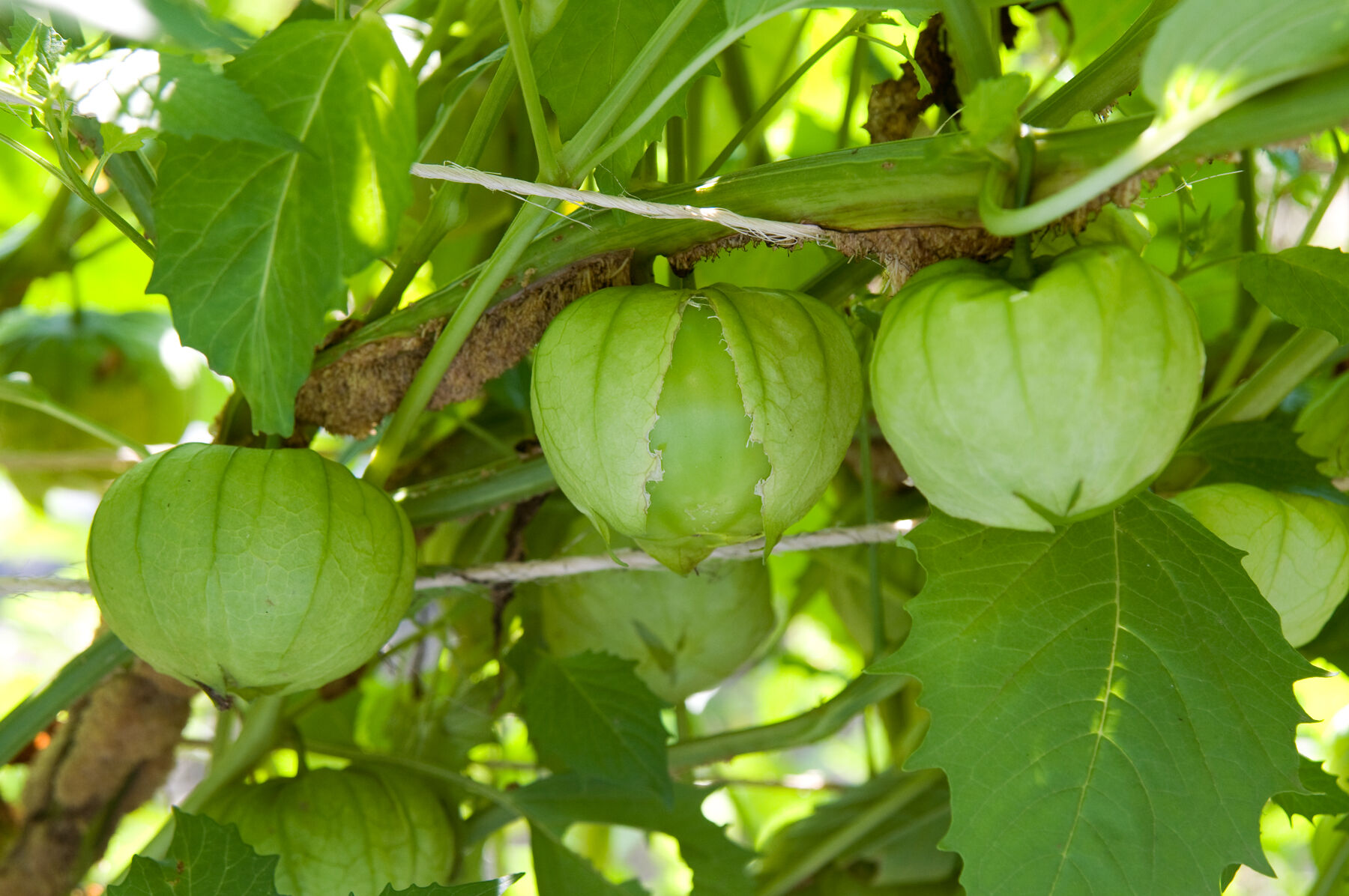 Toma Verde Tomatillos
