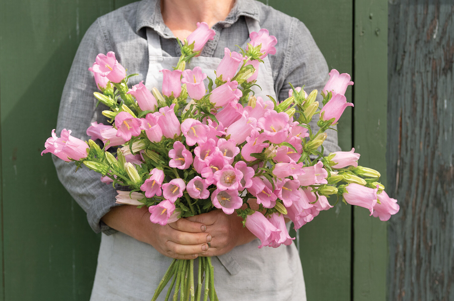 Champion II Pink Campanula (Bellflower)