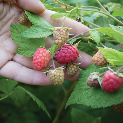 Heritage Raspberry