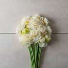 Gay Tabor Narcissus (Daffodil)