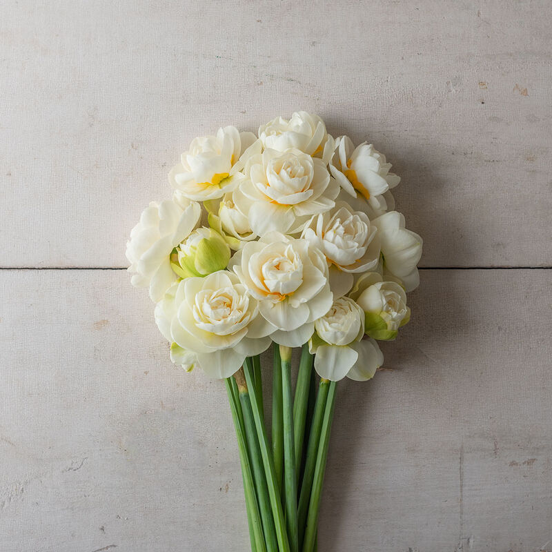 Gay Tabor Narcissus (Daffodil)