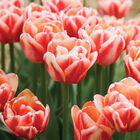 Bed of Roses&reg; Tulips