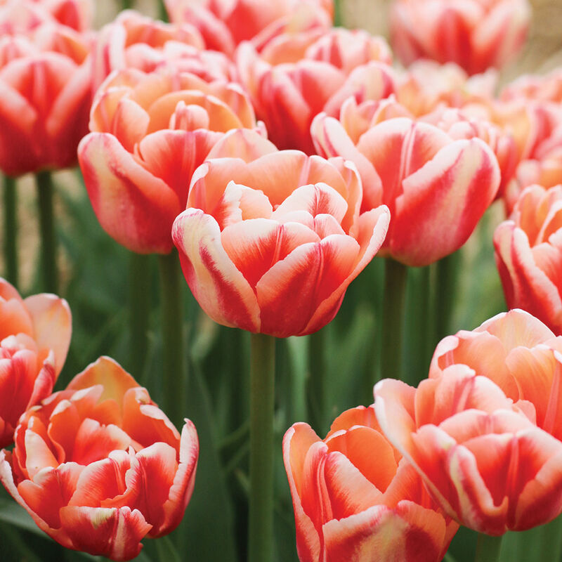Bed of Roses&reg; Tulips