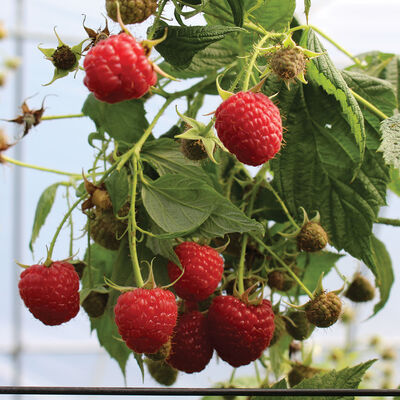 Imara&reg; Raspberry