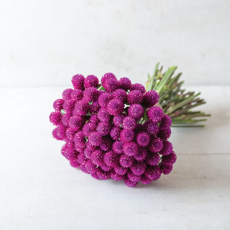 QIS&trade; Purple Gomphrena (Globe Amaranth)