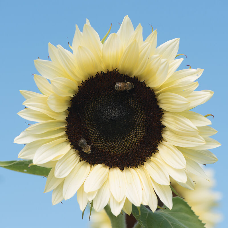 ProCut&reg; White Nite Tall Sunflowers