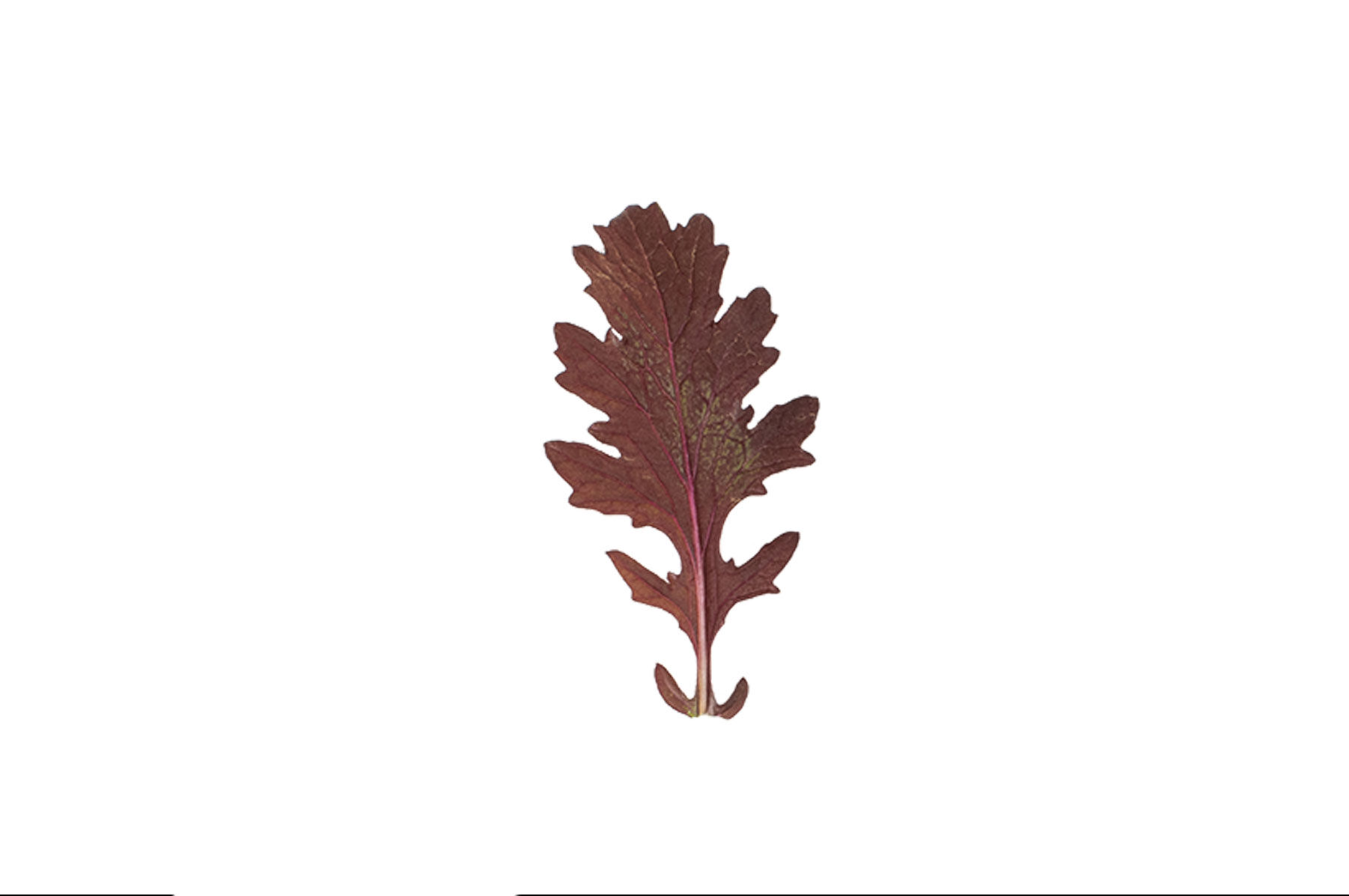 Miz America Mustard Greens