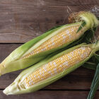 Montauk Sweet Corn