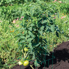 Tomato Cages, Green &ndash; 58" Cages & Fences