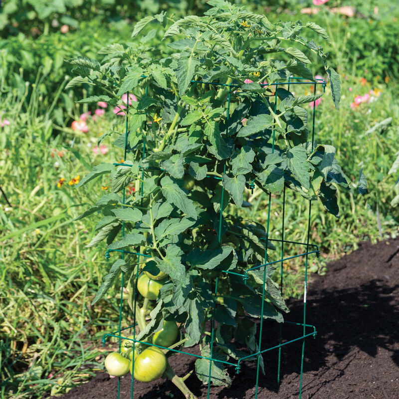 Tomato Cages, Green &ndash; 58" Cages & Fences