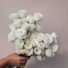 Croma&trade; III White Lisianthus