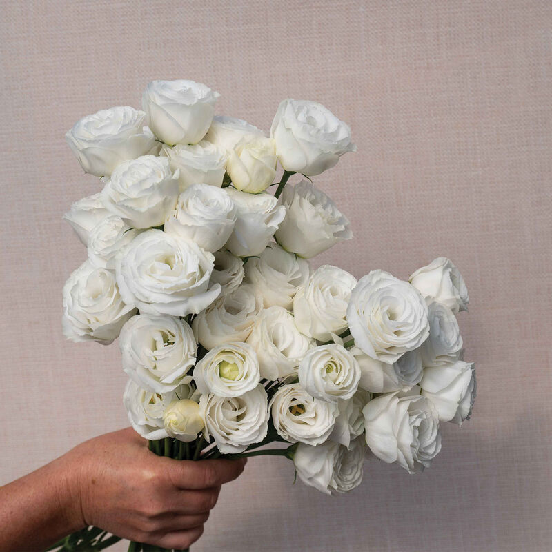 Croma&trade; III White Lisianthus