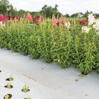 Reflective White/Black Ground Cover &ndash; 6' x 300' Fabric Mulch