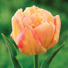 Apricot Symbiose&reg; Tulips