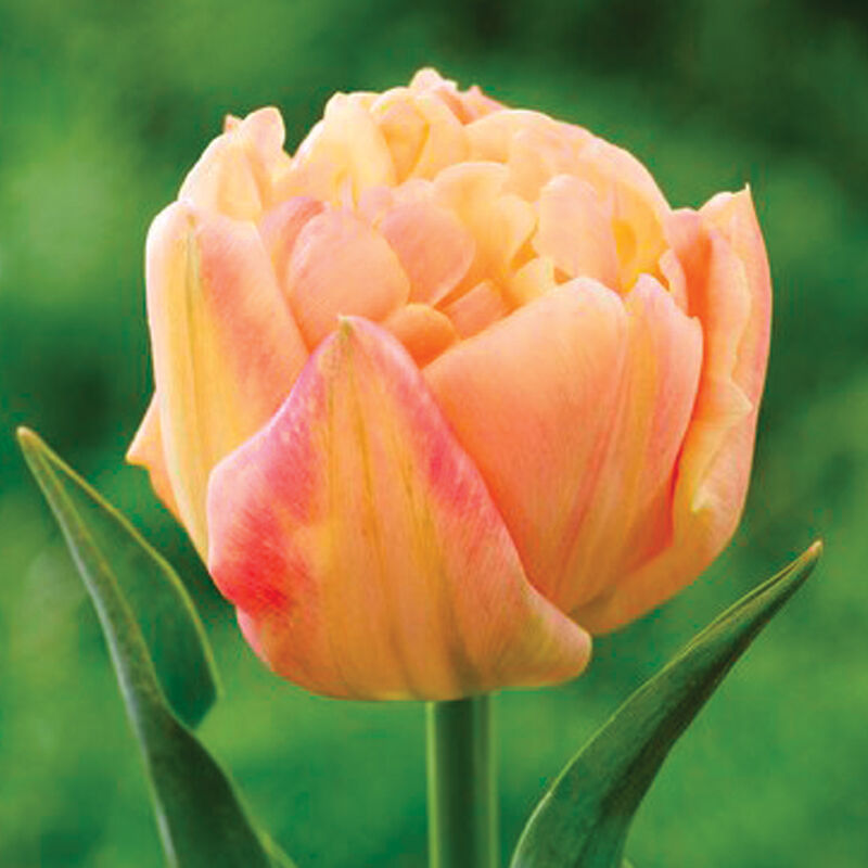Apricot Symbiose&reg; Tulips