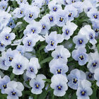 Penny&trade; Marina Viola (Pansy)