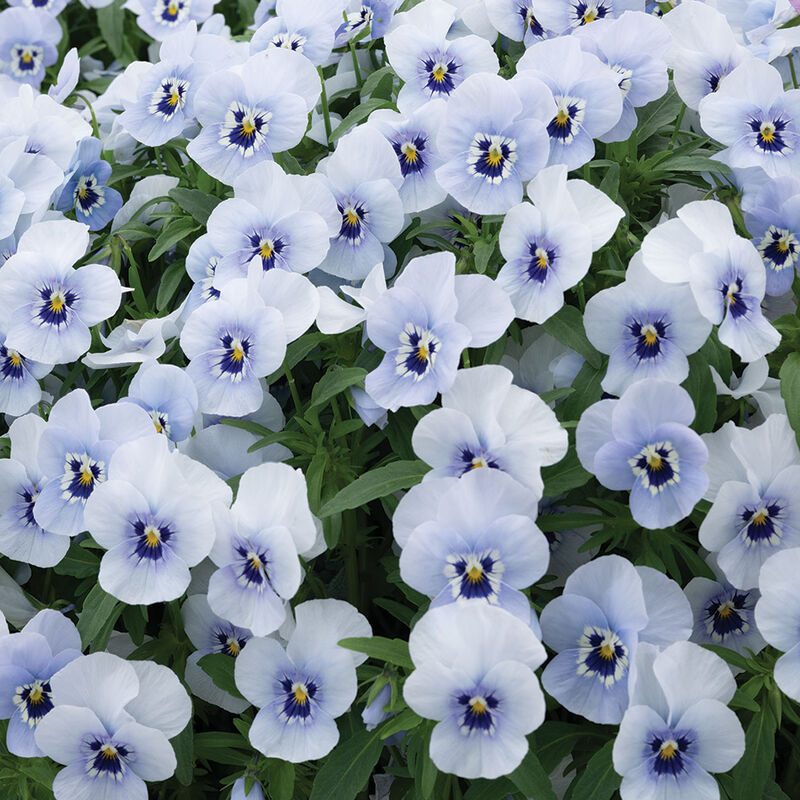 Penny&trade; Marina Viola (Pansy)